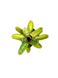 Neoregelia "Half Pint"