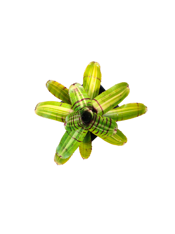 Neoregelia "Half Pint"