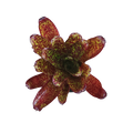 Neoregelia "Mo Peppa"