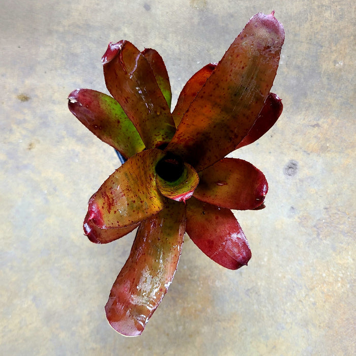 Neoregelia "Olens"