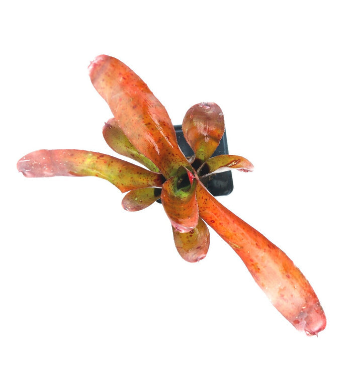 Neoregelia "Olens" image 2