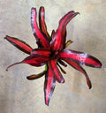 Neoregelia "Pimiento"
