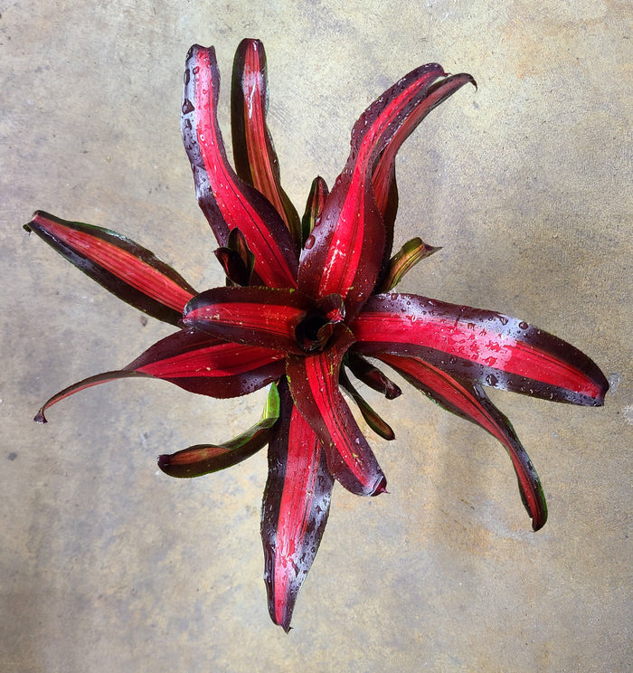 Neoregelia "Pimiento"
