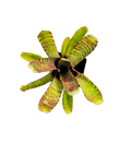 Neoregelia "Popoki"