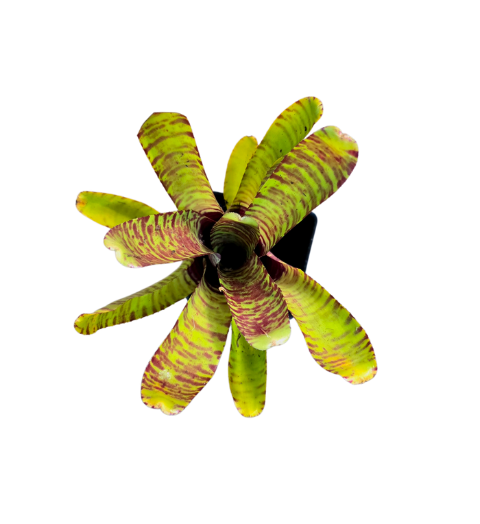 Neoregelia "Popoki"
