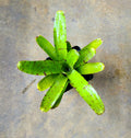 Neoregelia punctatissima