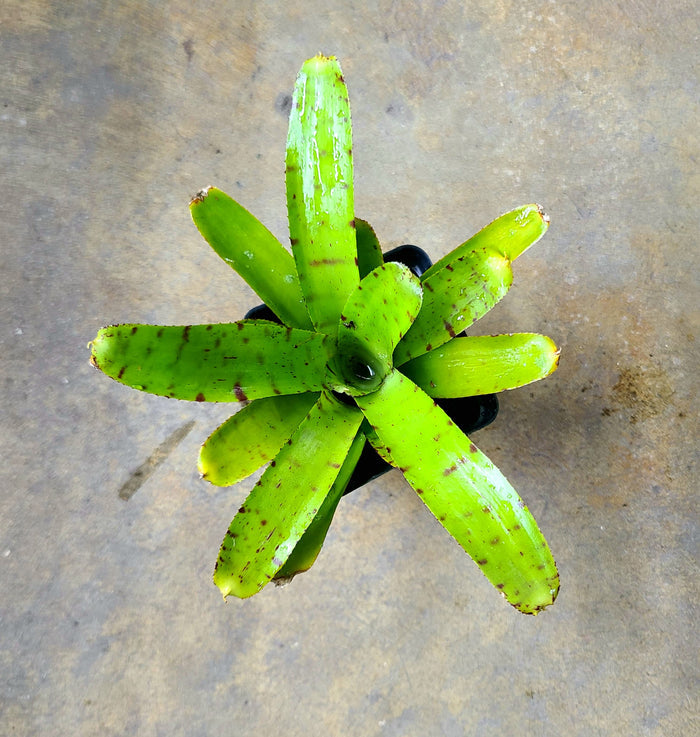 Neoregelia punctatissima