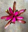 Neoregelia "Shocking Pink"