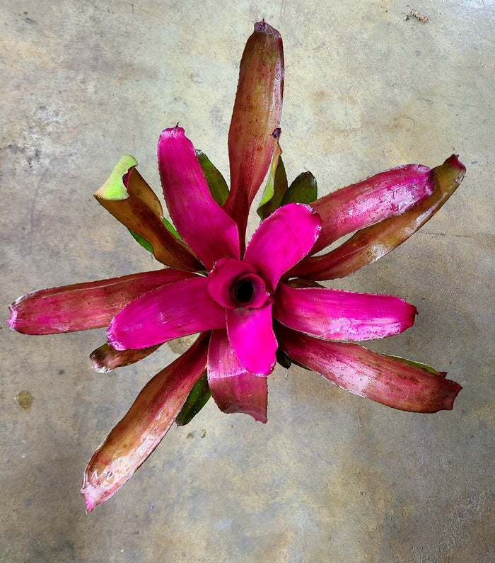 Neoregelia "Shocking Pink"