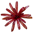 Neoregelia "Super Fireball"