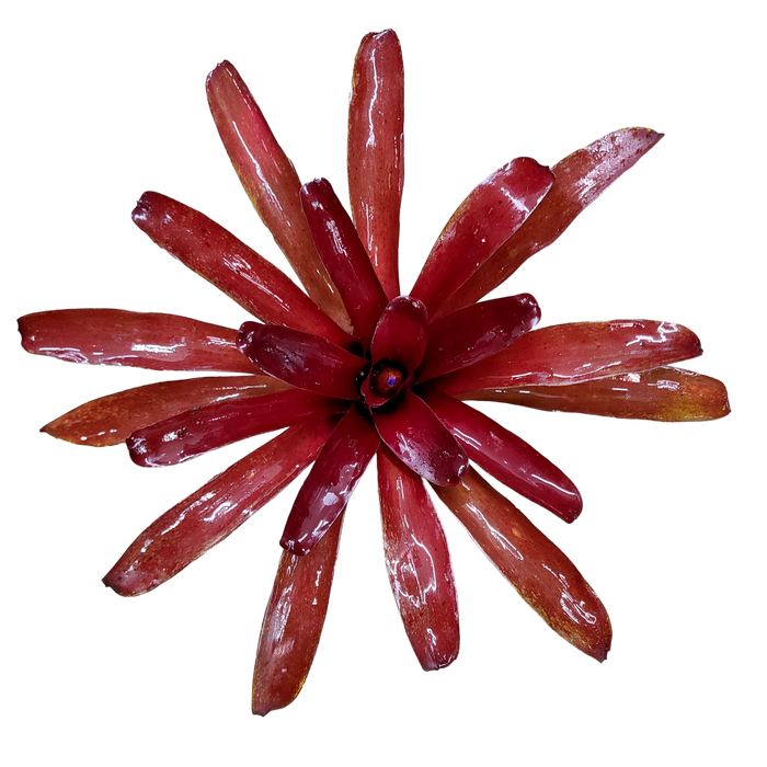 Neoregelia "Super Fireball"