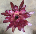 Neoregelia "Voodoo Doll"
