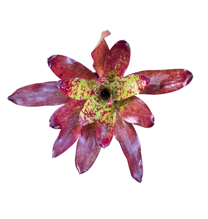 Neoregelia "Winnie the Pooh" image 2