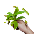 Nepenthes sanguinea