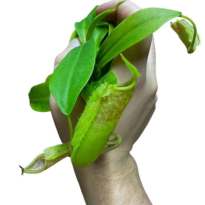 Nepenthes sanguinea image 2
