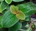 Phyllagathis prostrata