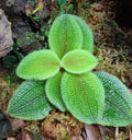 Phyllagathis sp