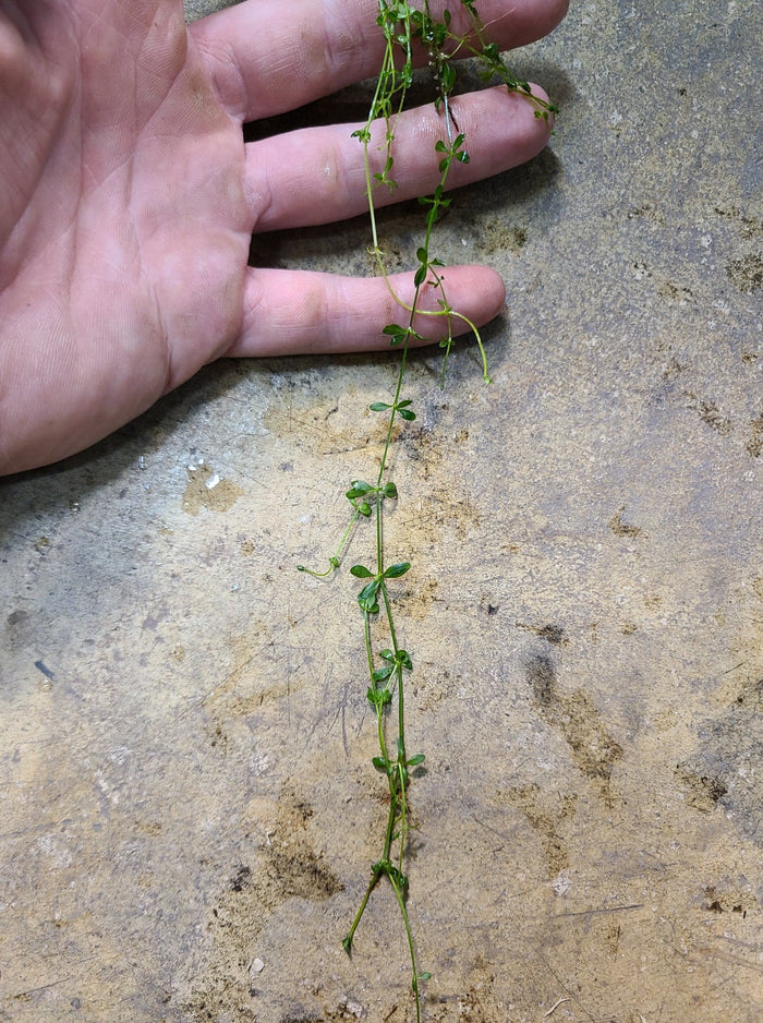 NOID Ground Cover sp.