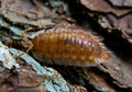 Oniscus asellus "B.C. Maple"