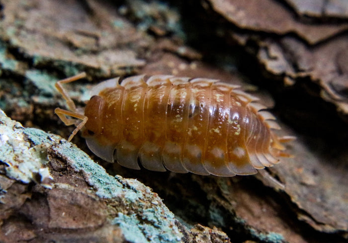 Oniscus asellus "B.C. Maple"