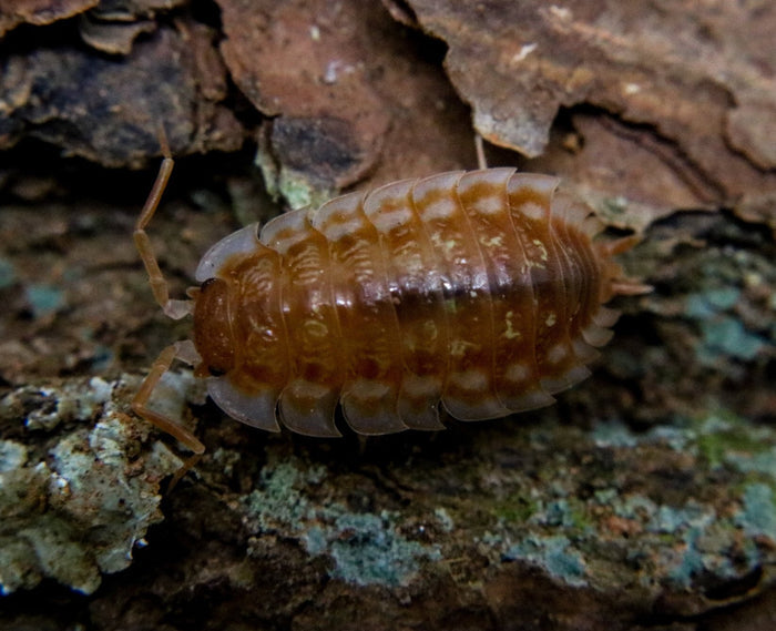 Oniscus asellus "B.C. Maple" image 2