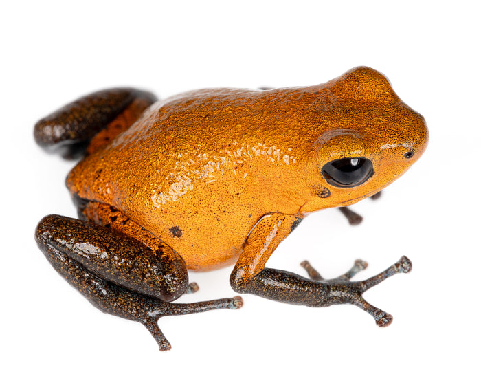 Oophaga pumilio "Almirante