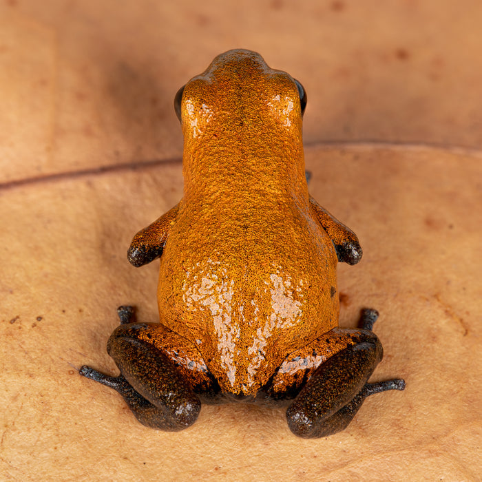 Oophaga pumilio "Almirante image 2