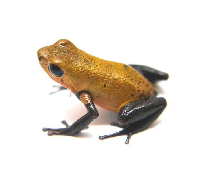 Oophaga pumilio "Almirante image 3