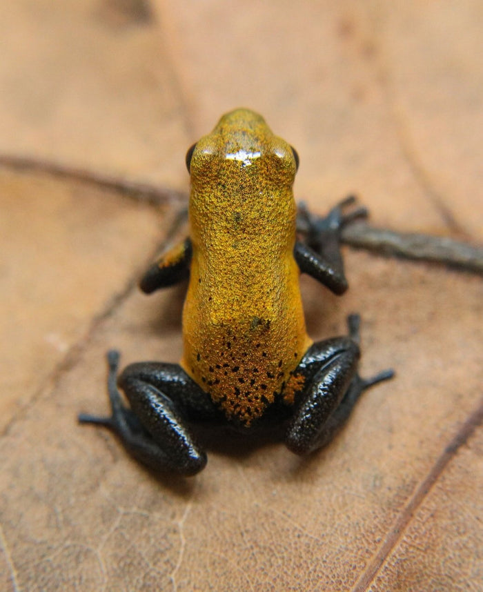 Oophaga pumilio "Almirante image 4