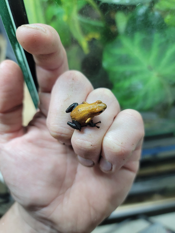 Oophaga pumilio "Almirante image 5