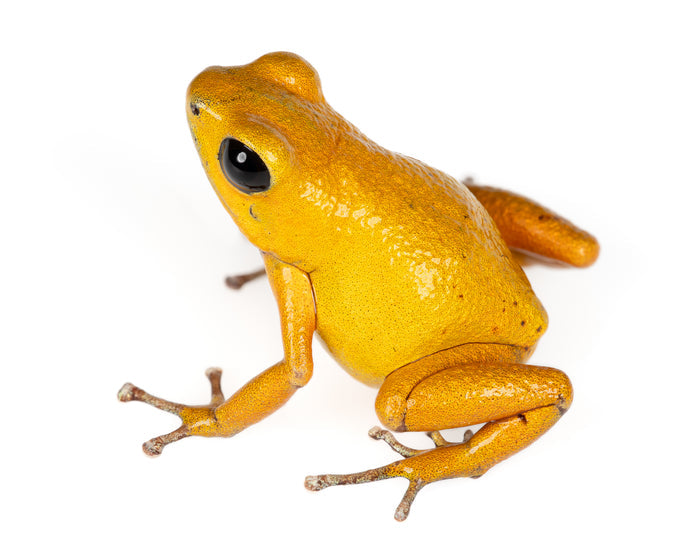 Oophaga pumilio "Bahia Honda"