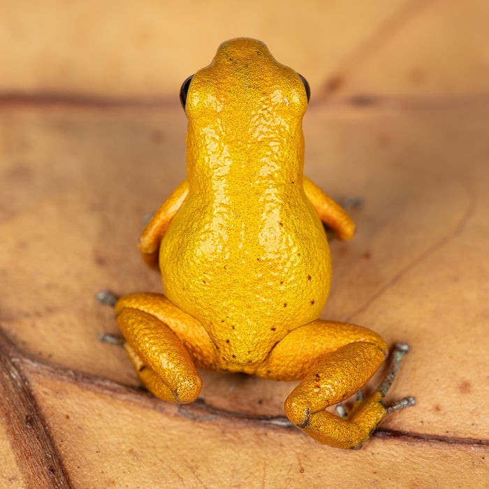 Oophaga pumilio "Bahia Honda" image 2