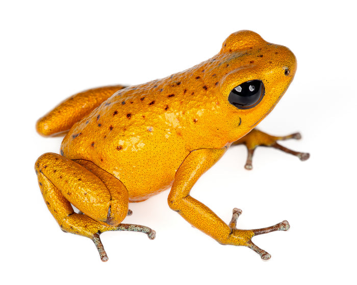 Oophaga pumilio "Bahia Honda" image 3