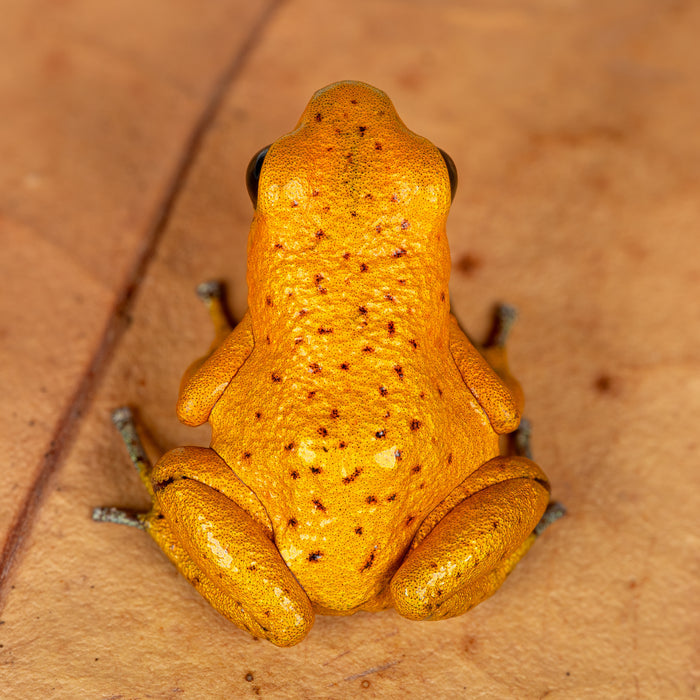 Oophaga pumilio "Bahia Honda" image 4