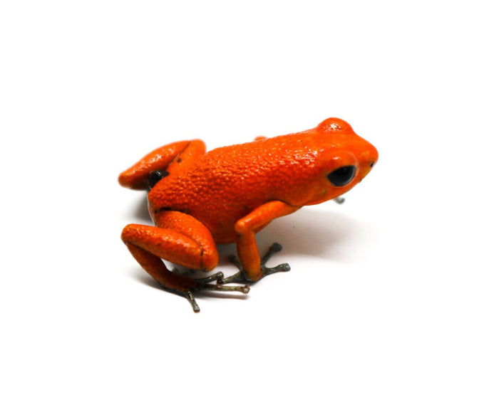 Oophaga pumilio "Bahia Honda" image 5