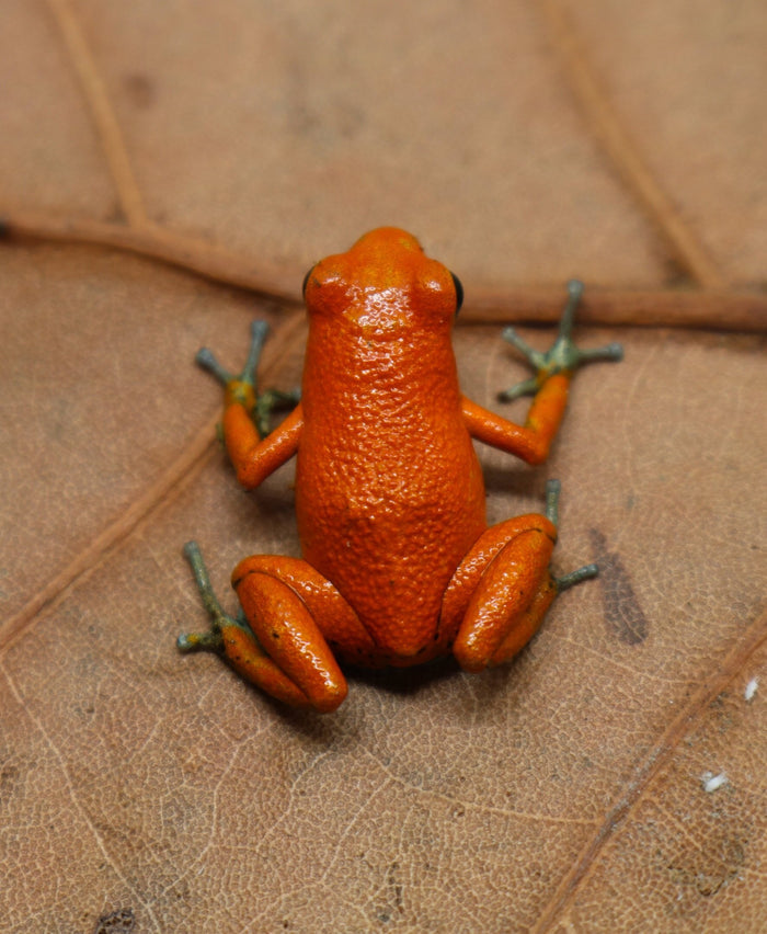 Oophaga pumilio "Bahia Honda" image 6