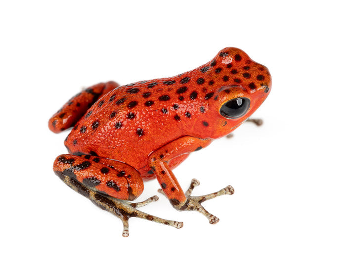 Oophaga pumilio "Bastimentos - Red Frog Beach"