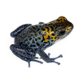 Oophaga pumilio "Boca Colubre / Culubre