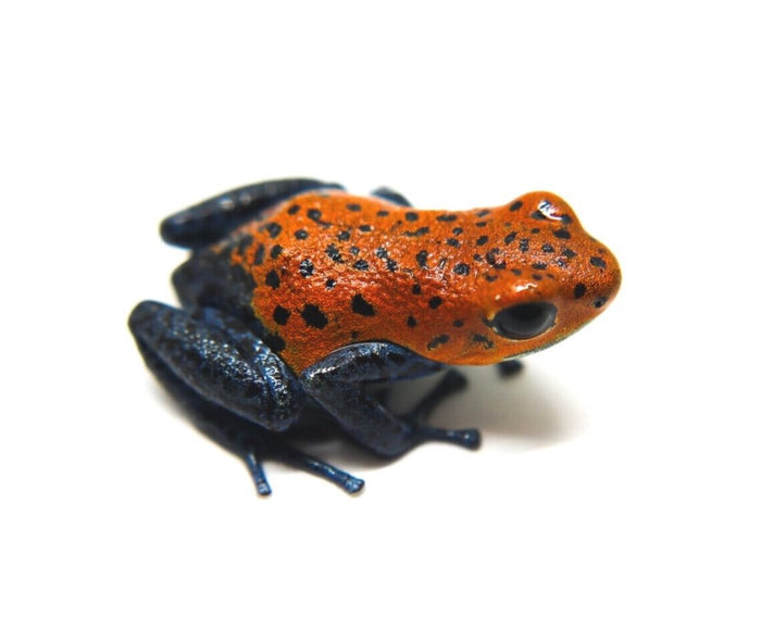 Oophaga pumilio "Boca Colubre / Culubre image 3