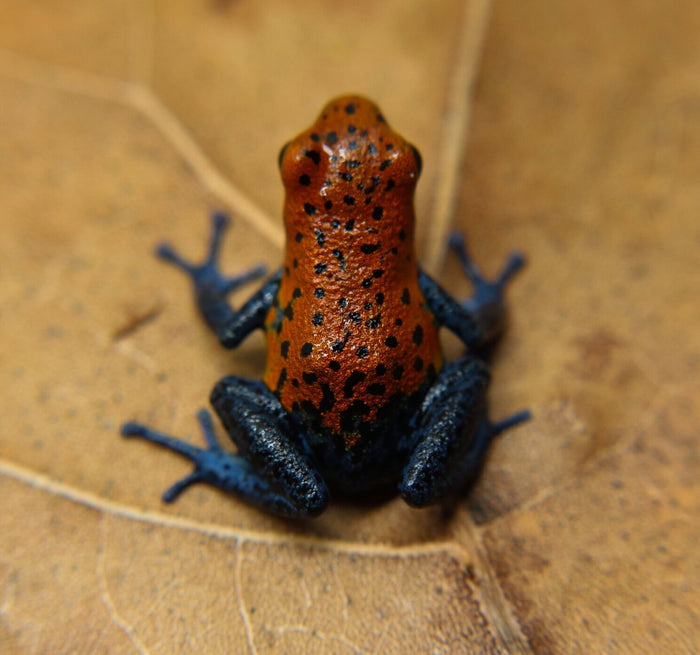 Oophaga pumilio "Boca Colubre / Culubre image 4