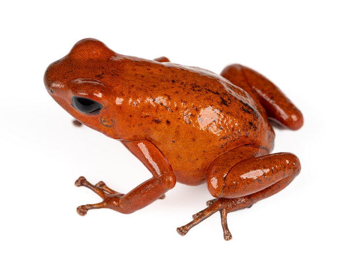 Oophaga pumilio "Bri Bri"
