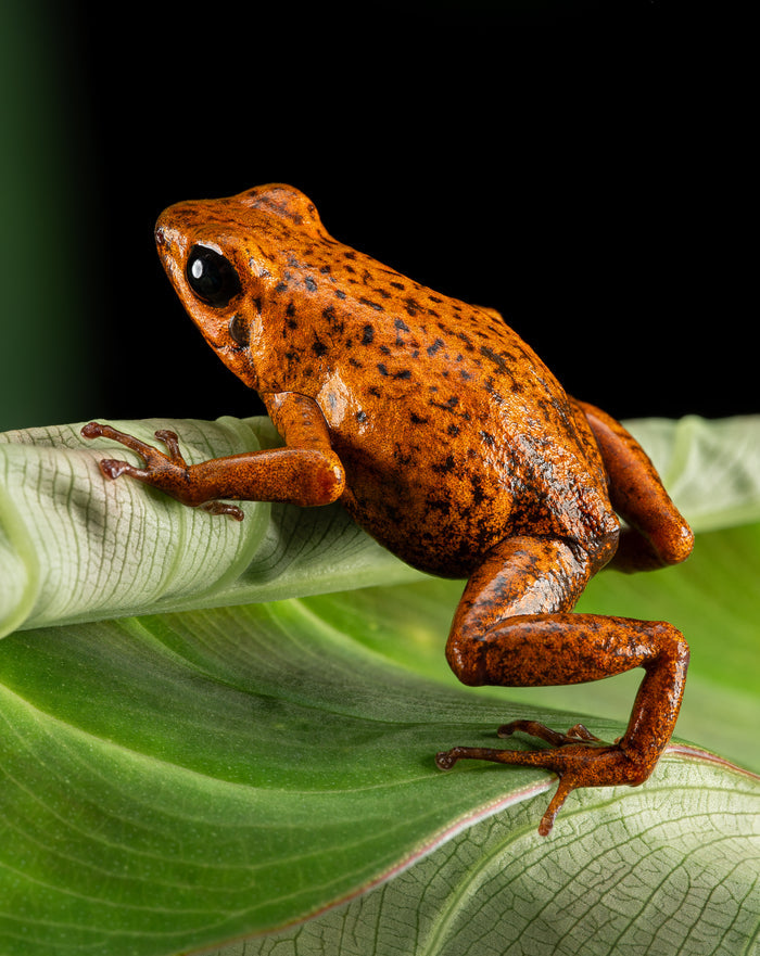 Oophaga pumilio "Bri Bri" image 4