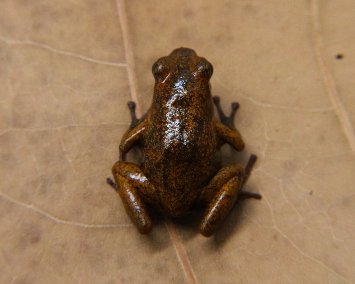 Oophaga pumilio "Bri Bri" image 6
