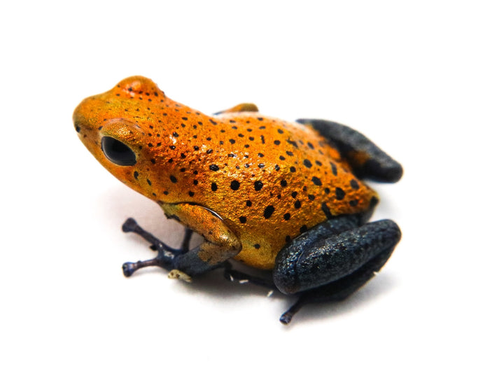 Oophaga pumilio "Cristobal" image 4