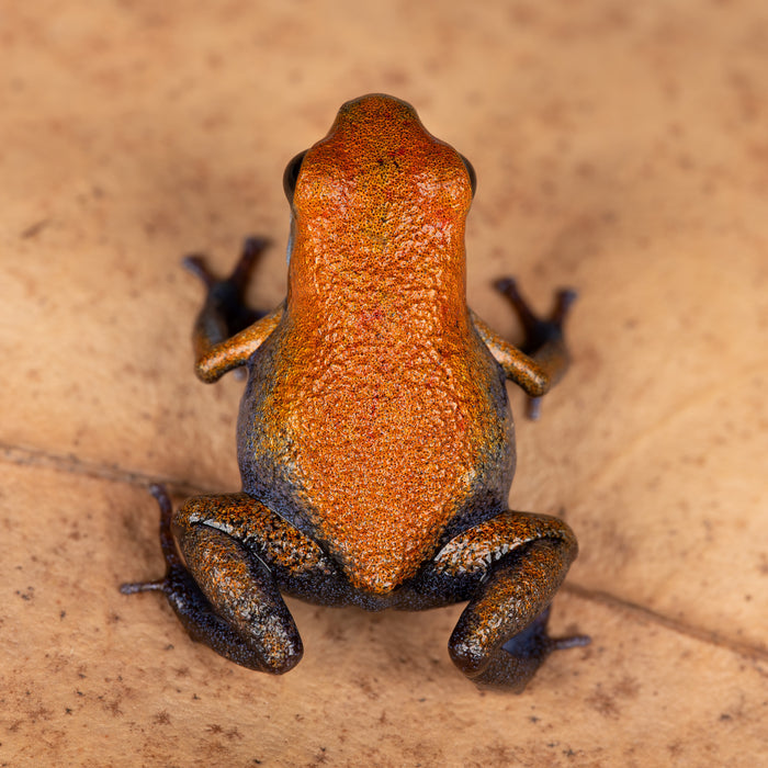 Oophaga pumilio "Escudo" image 4