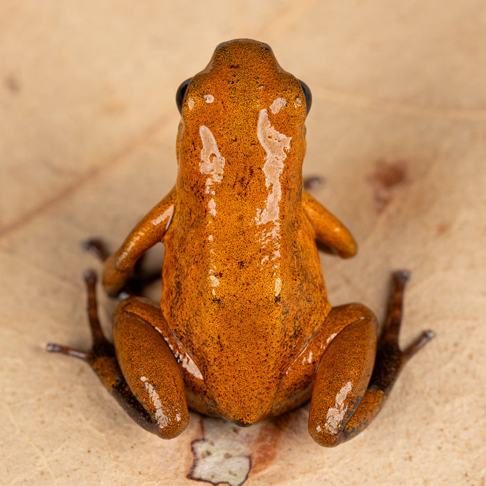 Oophaga pumilio "Finca Four" image 2