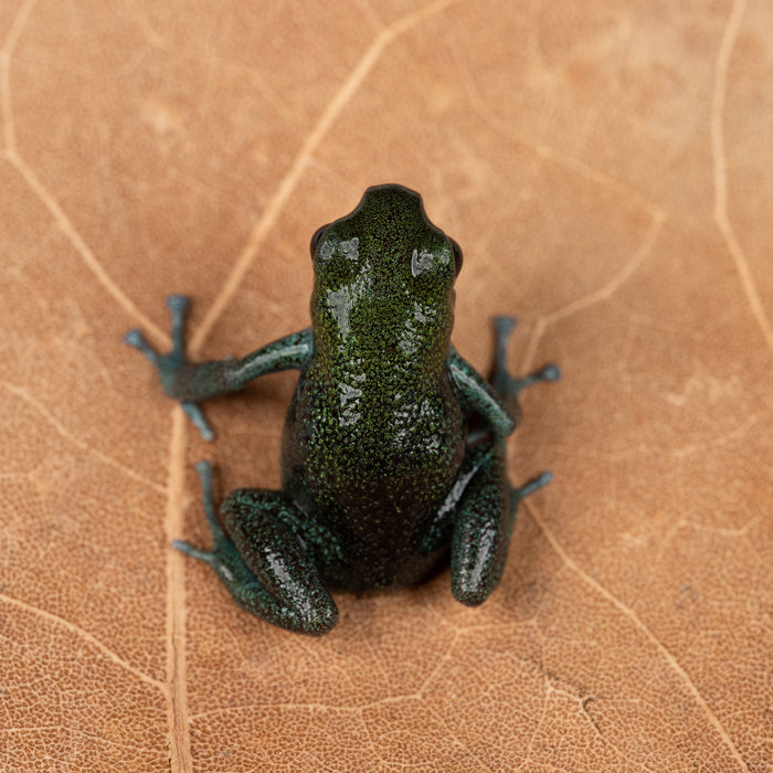 Oophaga pumilio "Loma Partida" image 2