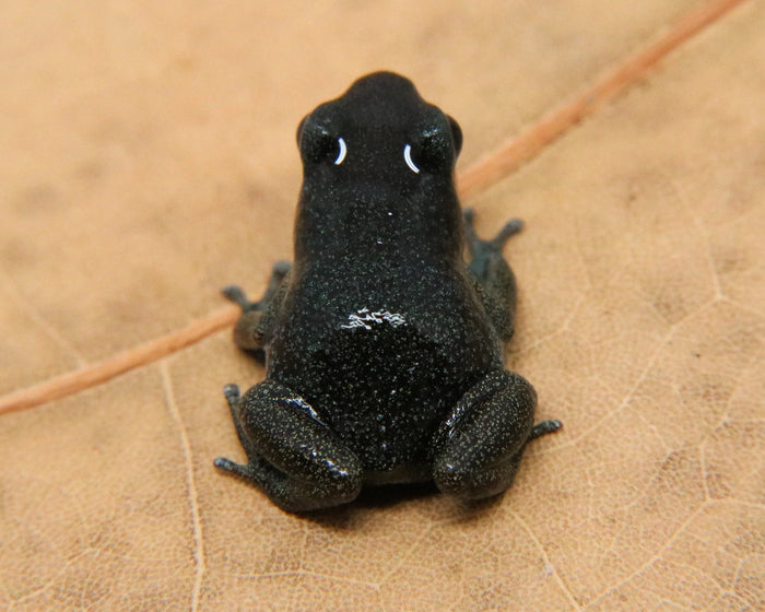 Oophaga pumilio "Loma Partida" image 4