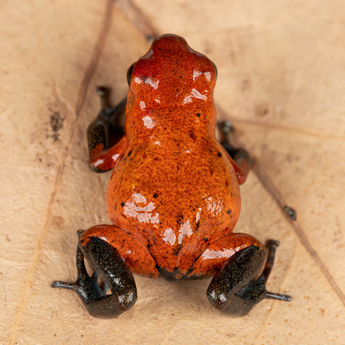 Oophaga pumilio "Man Creek" image 2