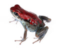 Oophaga pumilio "Nicky"